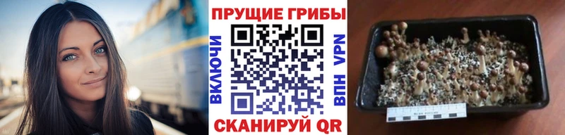 Галлюциногенные грибы мицелий Ростов